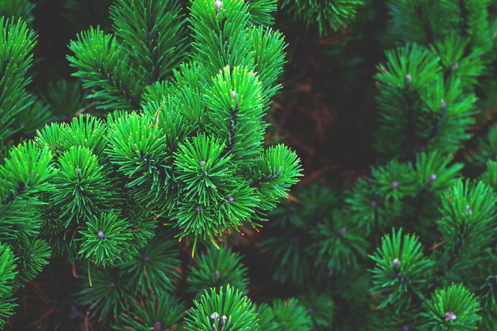 come montare l'albero di natale