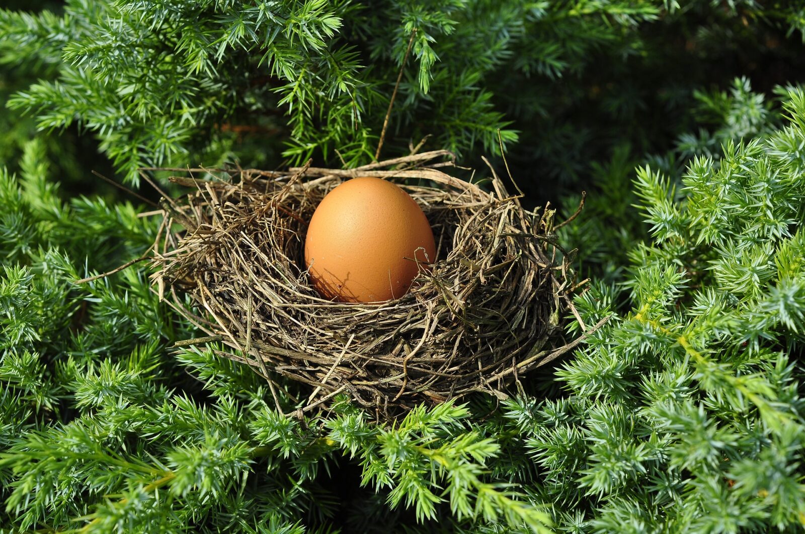 egg 1600890 1920